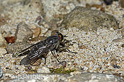 Foto: Gemeine Viehbremse (Tabanus bromius)