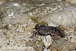 Gemeine Viehbremse (Tabanus bromius) (03.07.2022, C231118)