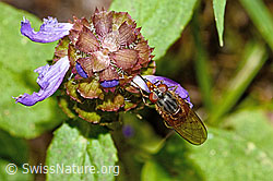 Gemeine Schnauzenschwebfliege (Rhingia campestris) an Gemeine Brunelle (Prunella vulgaris) (C231185) Gemeine Schnauzenschwebfliege (Rhingia campestris) an Gemeine Brunelle (Prunella vulgaris) (C231185)