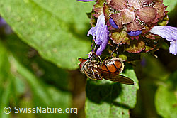 Gemeine Schnauzenschwebfliege (Rhingia campestris) an Gemeine Brunelle (Prunella vulgaris) (C231186) Gemeine Schnauzenschwebfliege (Rhingia campestris) an Gemeine Brunelle (Prunella vulgaris) (C231186)