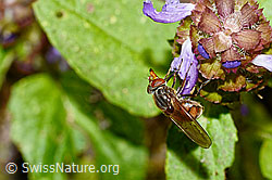 Gemeine Schnauzenschwebfliege (Rhingia campestris) an Gemeine Brunelle (Prunella vulgaris) (C231187) Gemeine Schnauzenschwebfliege (Rhingia campestris) an Gemeine Brunelle (Prunella vulgaris) (C231187)