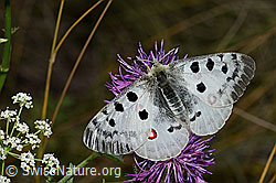 Apollofalter (Parnassius apollo) auf Skabiosen-Flockenblume (Centaurea scabiosa)