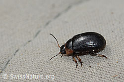 Gonioctena nivosa (Blattkäfer) (C234788)