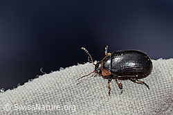 Gonioctena nivosa (Blattkäfer) (C234792)