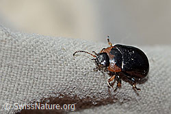 Gonioctena nivosa (Blattkäfer) (C234793)