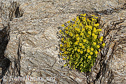 Bewimperter Steinbrech (Saxifraga aizoides) (C234796) Bewimperter Steinbrech (Saxifraga aizoides) (C234796)