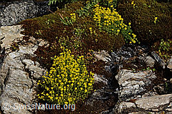 Bewimperter Steinbrech (Saxifraga aizoides) (C234797) Bewimperter Steinbrech (Saxifraga aizoides) (C234797)