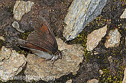 Schweizer Schillernder Mohrenfalter (Erebia tyndarus) (C234798) Schweizer Schillernder Mohrenfalter (Erebia tyndarus) (C234798)