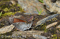 Schweizer Schillernder Mohrenfalter (Erebia tyndarus) (C234799) Schweizer Schillernder Mohrenfalter (Erebia tyndarus) (C234799)