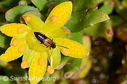 Anthophagus alpinus (Kurzflügler) auf Bewimpertem Steinbrech (Saxifraga aizoides) (C234803) Anthophagus alpinus (Kurzflügler) auf Bewimpertem Steinbrech (Saxifraga aizoides) (C234803)