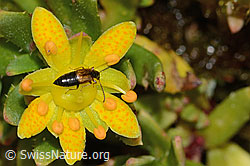 Anthophagus alpinus (Kurzflügler) auf Bewimpertem Steinbrech (Saxifraga aizoides) (C234804) Anthophagus alpinus (Kurzflügler) auf Bewimpertem Steinbrech (Saxifraga aizoides) (C234804)