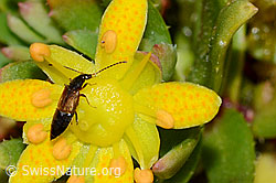 Anthophagus alpinus (Kurzflügler) auf Bewimpertem Steinbrech (Saxifraga aizoides) (C234806) Anthophagus alpinus (Kurzflügler) auf Bewimpertem Steinbrech (Saxifraga aizoides) (C234806)