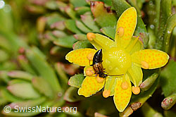 Anthophagus alpinus (Kurzflügler) auf Bewimpertem Steinbrech (Saxifraga aizoides) (C234808) Anthophagus alpinus (Kurzflügler) auf Bewimpertem Steinbrech (Saxifraga aizoides) (C234808)