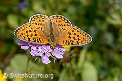 Mittlerer Perlmuttfalter (Fabriciana niobe) auf Glänzender Skabiose (Scabiosa lucida) (C234819) Mittlerer Perlmuttfalter (Fabriciana niobe) auf Glänzender Skabiose (Scabiosa lucida) (C234819)