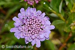 Glänzende Skabiose (Scabiosa lucida) (C234820) Glänzende Skabiose (Scabiosa lucida) (C234820)