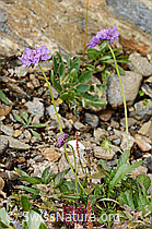 Glänzende Skabiose (Scabiosa lucida) (C234821) Glänzende Skabiose (Scabiosa lucida) (C234821)