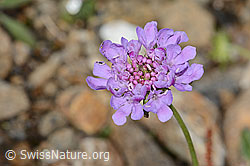 Glänzende Skabiose (Scabiosa lucida) (C234825) Glänzende Skabiose (Scabiosa lucida) (C234825)