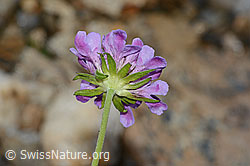 Glänzende Skabiose (Scabiosa lucida) (C234826) Glänzende Skabiose (Scabiosa lucida) (C234826)