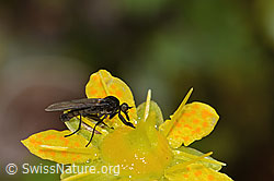 Tanzfliege der Gattung Hilara auf Bewimpertem Steinbrech (Saxifraga aizoides)