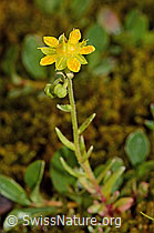 Bewimperter Steinbrech (Saxifraga aizoides) (C234899) Bewimperter Steinbrech (Saxifraga aizoides) (C234899)