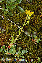 Bewimperter Steinbrech (Saxifraga aizoides) (C234900) Bewimperter Steinbrech (Saxifraga aizoides) (C234900)