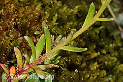 Bewimperter Steinbrech (Saxifraga aizoides) (C234901) Bewimperter Steinbrech (Saxifraga aizoides) (C234901)