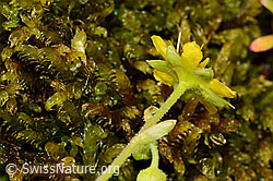 Bewimperter Steinbrech (Saxifraga aizoides) (C234903) Bewimperter Steinbrech (Saxifraga aizoides) (C234903)