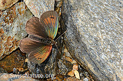 Schweizer Schillernder Mohrenfalter (Erebia tyndarus) (C234906) Schweizer Schillernder Mohrenfalter (Erebia tyndarus) (C234906)