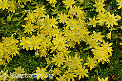 Bewimperter Steinbrech (Saxifraga aizoides) (C234908) Bewimperter Steinbrech (Saxifraga aizoides) (C234908)