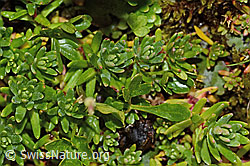Bewimperter Steinbrech (Saxifraga aizoides) (C234909) Bewimperter Steinbrech (Saxifraga aizoides) (C234909)