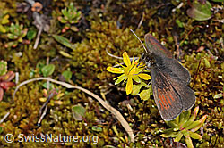 Bewimperter Steinbrech (Saxifraga aizoides)