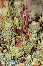 Trauben-Steinbrech (Saxifraga paniculata) (21.07.2022, C234971)