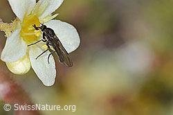 Tanzfliege der Gattung Hilara auf Bewimpertem Steinbrech (Saxifraga aizoides)