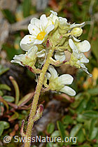 Saxifraga paniculata (C234997)