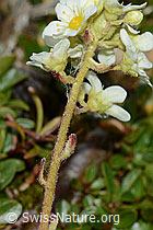 Saxifraga paniculata (C234999)