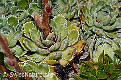 Saxifraga paniculata (C235000)