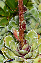 Saxifraga paniculata (C235001)