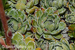 Saxifraga paniculata (C235002)