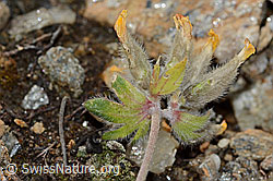 Alpen-Wundklee (Anthyllis vulneraria ssp. alpestris) (C235016)