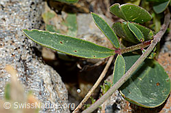 Alpen-Wundklee (Anthyllis vulneraria ssp. alpestris) (C235019)