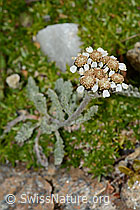 Achillea nana (C235021)
