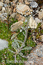 Achillea nana (C235023)