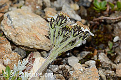 Achillea nana (C235024)