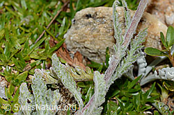 Achillea nana (C235025)