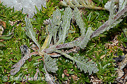 Achillea nana (C235027)