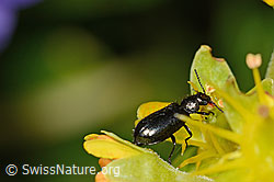 Dasytes obscurus (Wollhaarkäfer) auf Bewimpertem Steinbrech (Saxifraga aizoides) (C235039) Dasytes obscurus (Wollhaarkäfer) auf Bewimpertem Steinbrech (Saxifraga aizoides) (C235039)