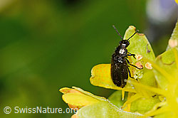 Bewimperter Steinbrech (Saxifraga aizoides)