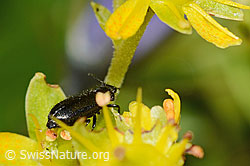 Dasytes obscurus (Wollhaarkäfer) auf Bewimpertem Steinbrech (Saxifraga aizoides) (C235042) Dasytes obscurus (Wollhaarkäfer) auf Bewimpertem Steinbrech (Saxifraga aizoides) (C235042)