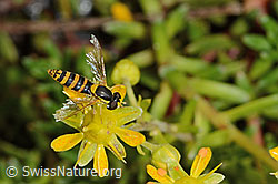 Gewöhnliche Langbauchschwebfliege (Sphaerophoria scripta) auf Bewimpertem Steinbrech (Saxifraga aizoides) (C235055) Gewöhnliche Langbauchschwebfliege (Sphaerophoria scripta) auf Bewimpertem Steinbrech (Saxifraga aizoides) (C235055)