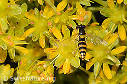 Gewöhnliche Langbauchschwebfliege (Sphaerophoria scripta) auf Bewimpertem Steinbrech (Saxifraga aizoides) (C235056) Gewöhnliche Langbauchschwebfliege (Sphaerophoria scripta) auf Bewimpertem Steinbrech (Saxifraga aizoides) (C235056)